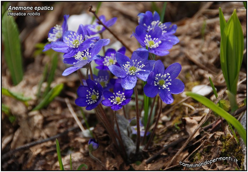 Anemone epatica.jpg